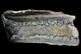 Mammoth Molar Slice With Case - South Carolina #67749-1